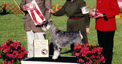 in the show ring